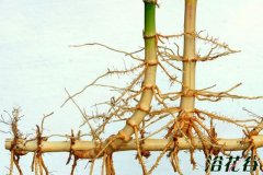 竹子什么时候移植
