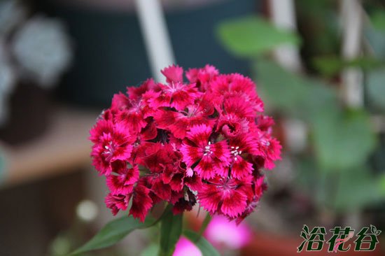 美国<a href='https://www.861230.com/guanhuazhiwu/6808.html' target='_blank'><u>石竹</u></a>什么时候播种