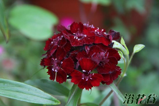 美国<a href='https://www.861230.com/guanhuazhiwu/6808.html' target='_blank'><u>石竹</u></a>什么时候播种