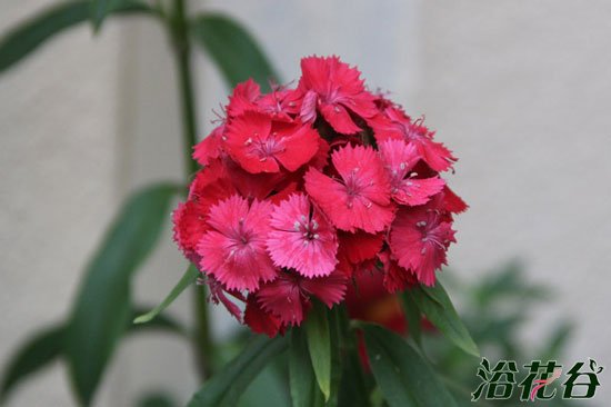 美国<a href='https://www.861230.com/guanhuazhiwu/6808.html' target='_blank'><u>石竹</u></a>什么时候播种
