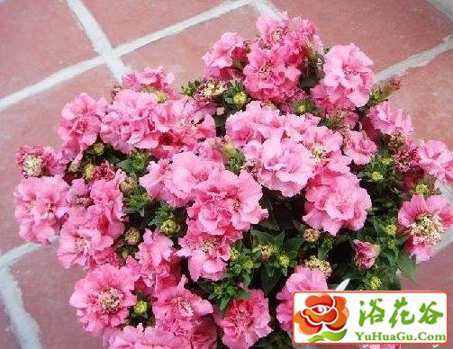 重瓣丝<a href='https://www.861230.com/guanhuazhiwu/6808.html' target='_blank'><u>石竹</u></a>