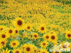 向日葵的栽培技术