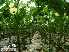 黄秋葵的繁殖方法