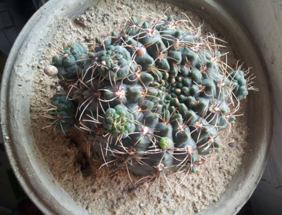 绯花玉繁殖方法