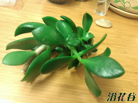玉树如何扦插