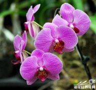 人工蝴蝶兰冬春不开花原因