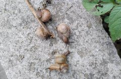 蜗牛防治用什么药