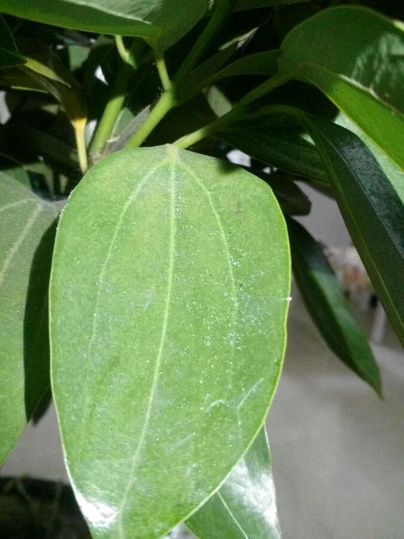 平安树红蜘蛛