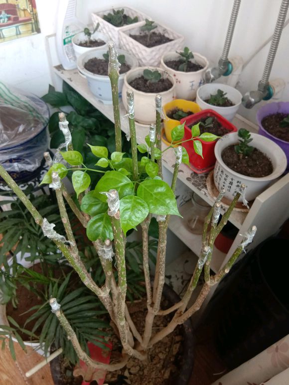 幸福树