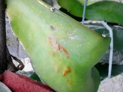 火龙果茎腐病