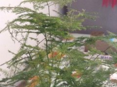 夏季文竹发黄怎么挽救