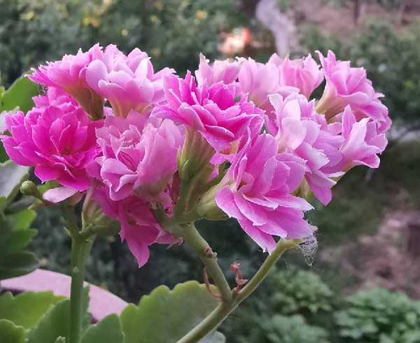 长寿花长腻虫怎么办