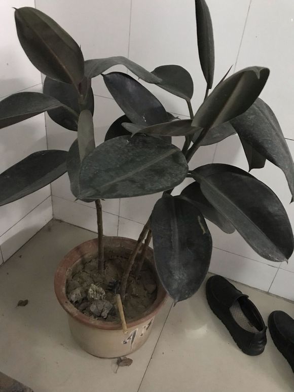 橡皮树老叶子掉了正常吗