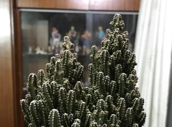 万重山烂根怎么办