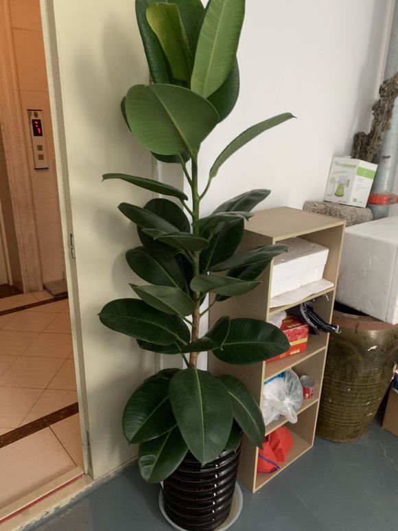 橡皮树老叶子掉了正常吗