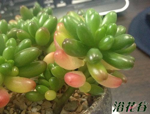 虹之玉叶子化水