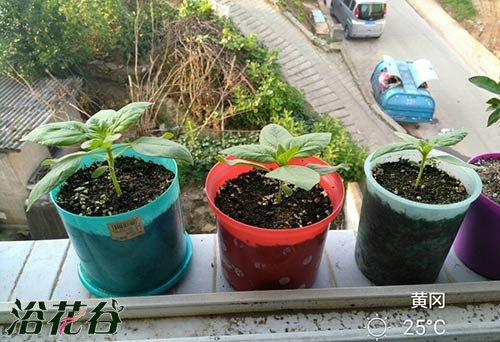 花盆里有小飞虫怎么办