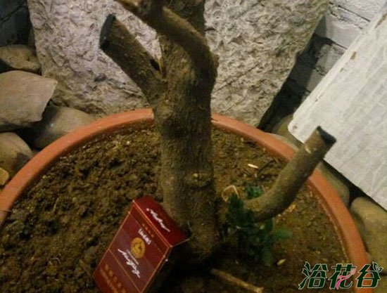 珊瑚豆能活几年