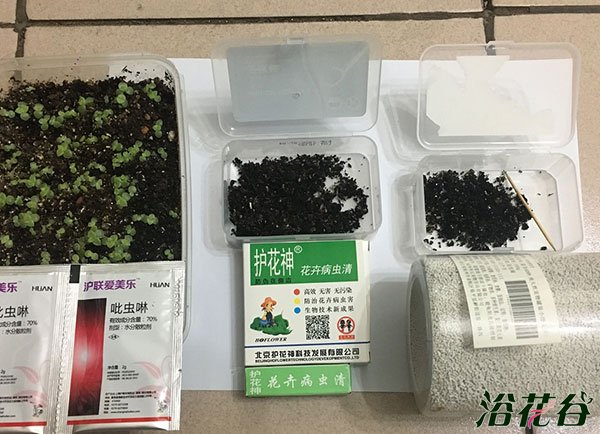 小黑飞怎么杀,三种药物试验