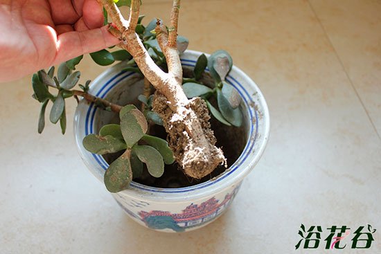 养的花为什么长的慢