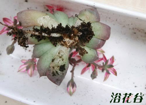 多肉黑腐病