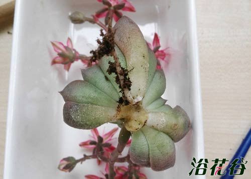 多肉黑腐病