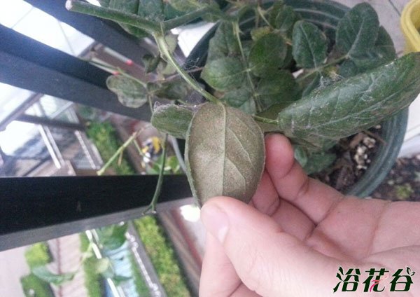灭红蜘蛛用什么药最有效（经验篇）