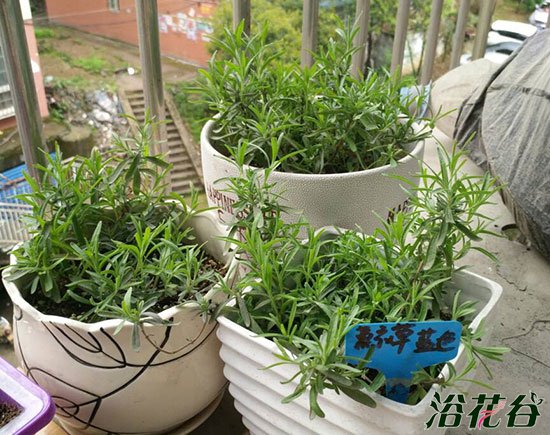 薰衣草烂根