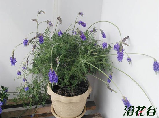 薰衣草烂根