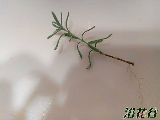 薰衣草烂根