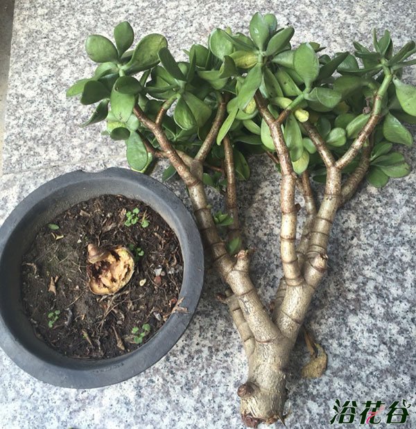 植物烂根怎么办