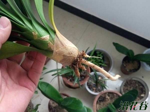植物烂根怎么办