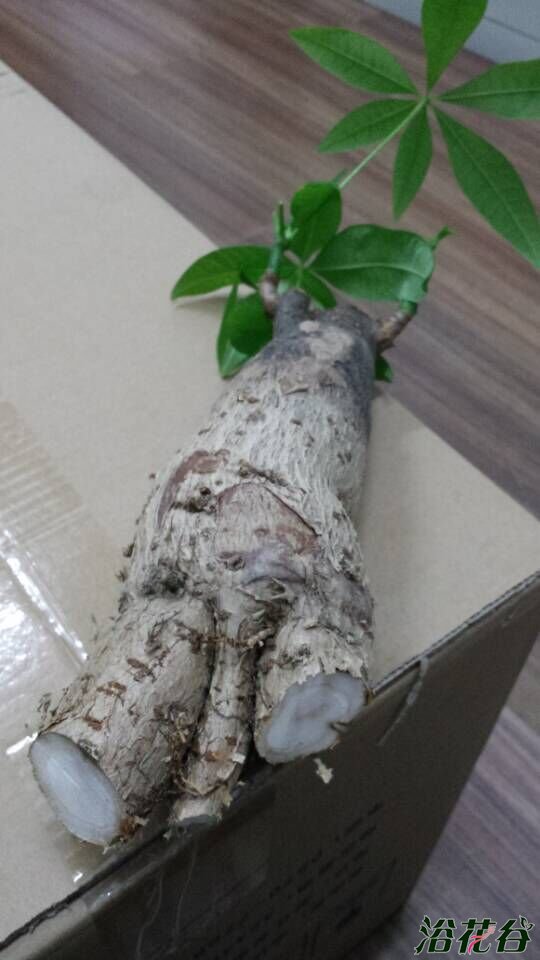 植物烂根怎么办