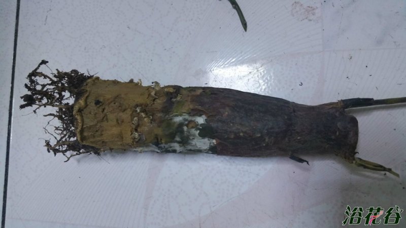 植物烂根怎么办