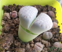 生石花水多爆裂（原因分析）