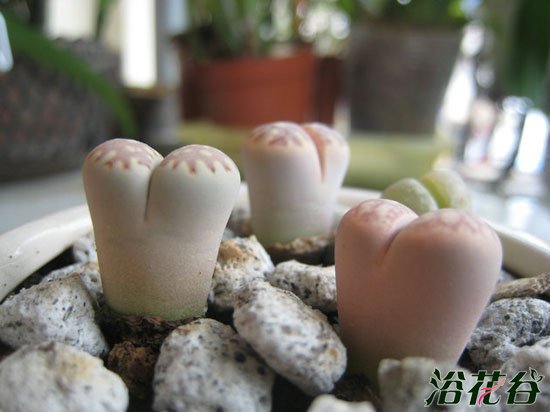 生石花徒了怎么办
