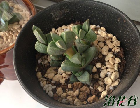 <a href='https://www.861230.com/guanhuazhiwu/5129.html' target='_blank'><u>鹿角海棠</u></a>皱了