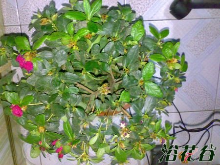 <a href='https://www.861230.com/guanhuazhiwu/31.html' target='_blank'><u>杜鹃花</u></a>花蕾干枯