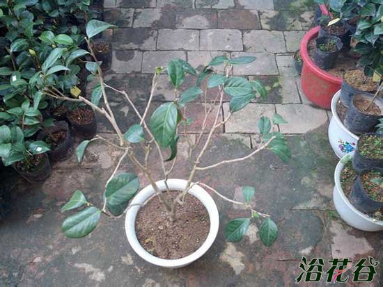 <a href='https://www.ahuacao.com/guanhuazhiwu/52.html' target='_blank'><u>茶花</u></a>烂根怎么办