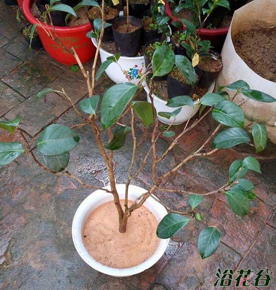 <a href='https://www.ahuacao.com/guanhuazhiwu/52.html' target='_blank'><u>茶花</u></a>烂根怎么办