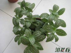 网纹草叶子变干 变脆是怎么回事