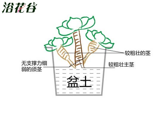玉蝶黑腐分析（附玉蝶黑腐什么样图）