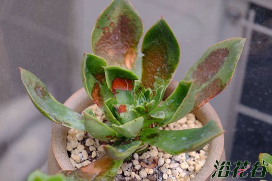 多肉植物烟煤病症状（附防治心得）