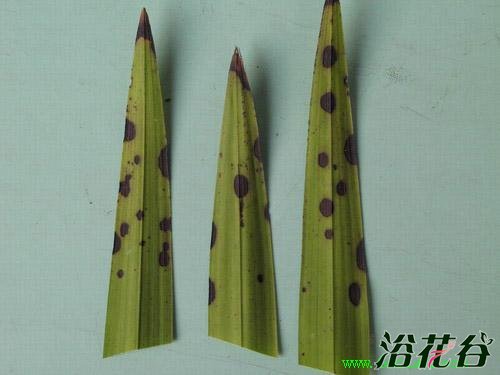 <a href='https://www.861230.com/guanhuazhiwu/6593.html' target='_blank'><u>兰花</u></a>叶子尖发黑(多图)