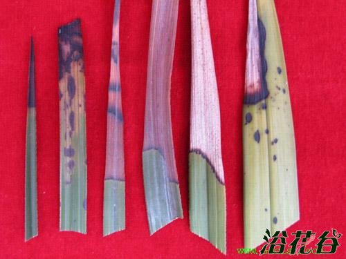 <a href='https://www.861230.com/guanhuazhiwu/6593.html' target='_blank'><u>兰花</u></a>叶子尖发黑(多图)