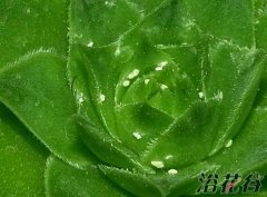 多肉长介壳虫怎么办