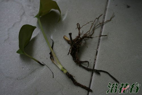 绿萝烂根落叶怎么挽救