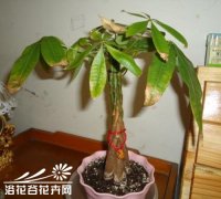 发财树叶子黄了怎么办？