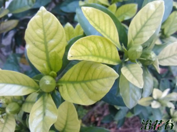 <a href='https://www.861230.com/guanhuazhiwu/11.html' target='_blank'><u>栀子花</u></a>叶子发黄图解