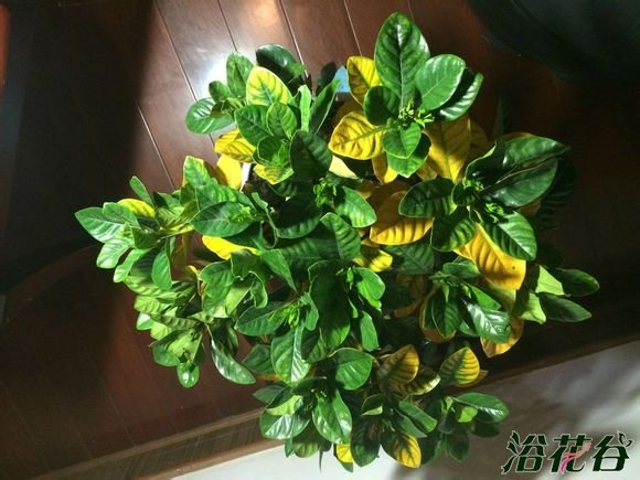 <a href='https://www.861230.com/guanhuazhiwu/11.html' target='_blank'><u>栀子花</u></a>叶子发黄图解